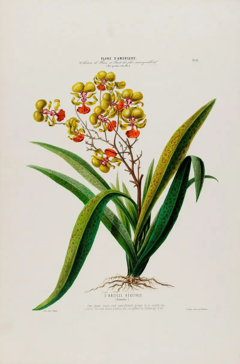 Flore d’Amérique, dessinée d’après nature sur les lieux Pl.053 av Etienne Denisse