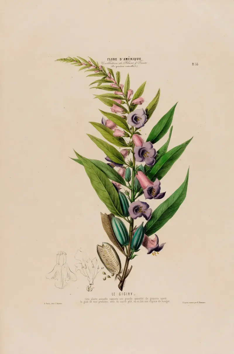 Flore d’Amérique, dessinée d’après nature sur les lieux Pl.055 av Etienne Denisse