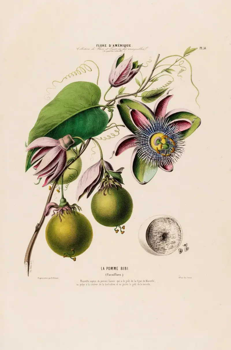 Flore d’Amérique, dessinée d’après nature sur les lieux Pl.056 av Etienne Denisse