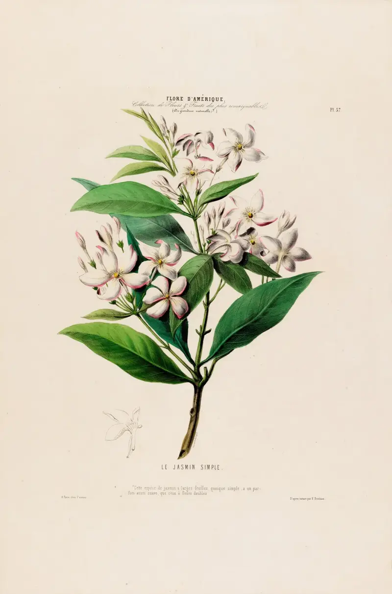 Flore d’Amérique, dessinée d’après nature sur les lieux Pl.057 av Etienne Denisse