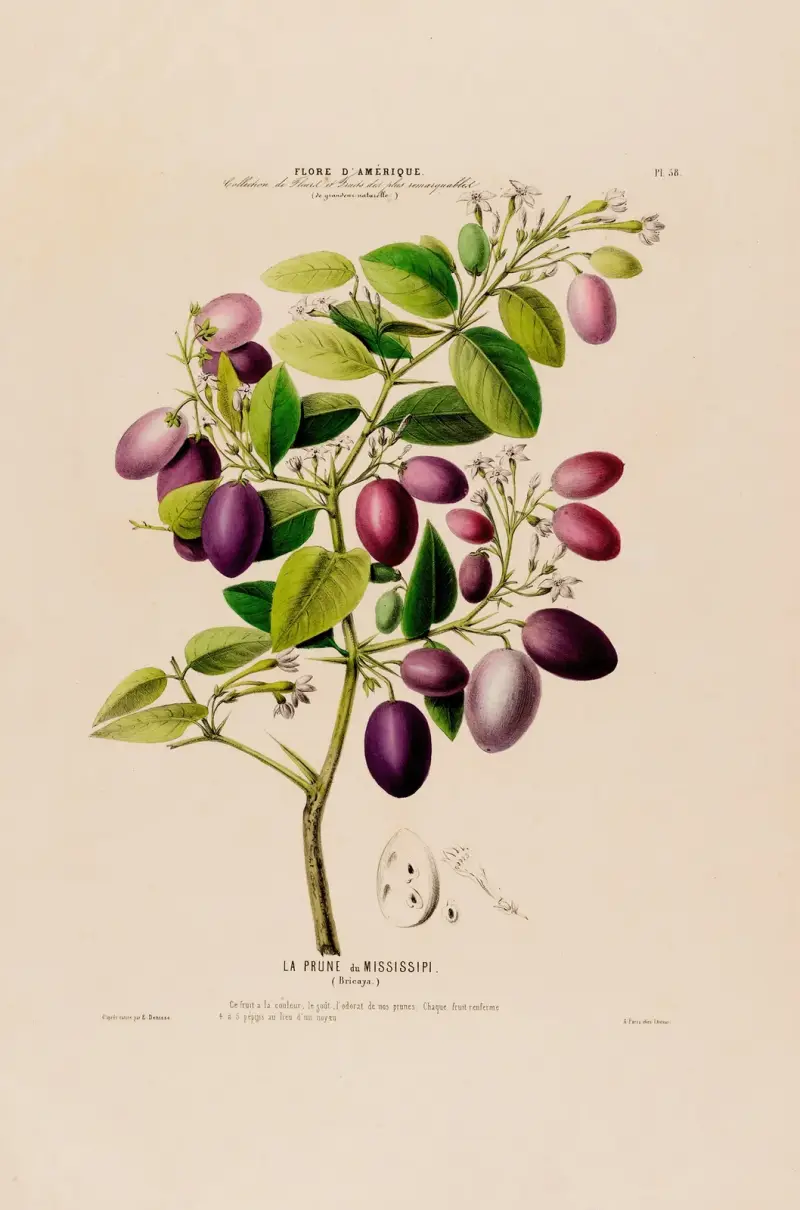 Flore d’Amérique, dessinée d’après nature sur les lieux Pl.058 av Etienne Denisse