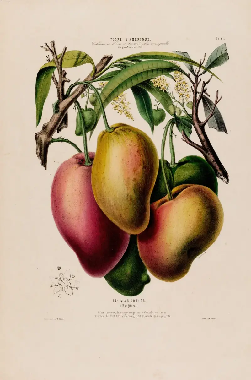 Flore d’Amérique, dessinée d’après nature sur les lieux Pl.061 av Etienne Denisse
