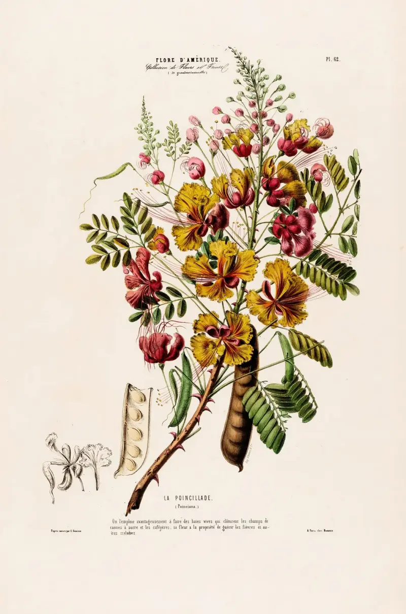Flore d’Amérique, tecknad efter naturen på plats Pl.062 av Etienne Denisse