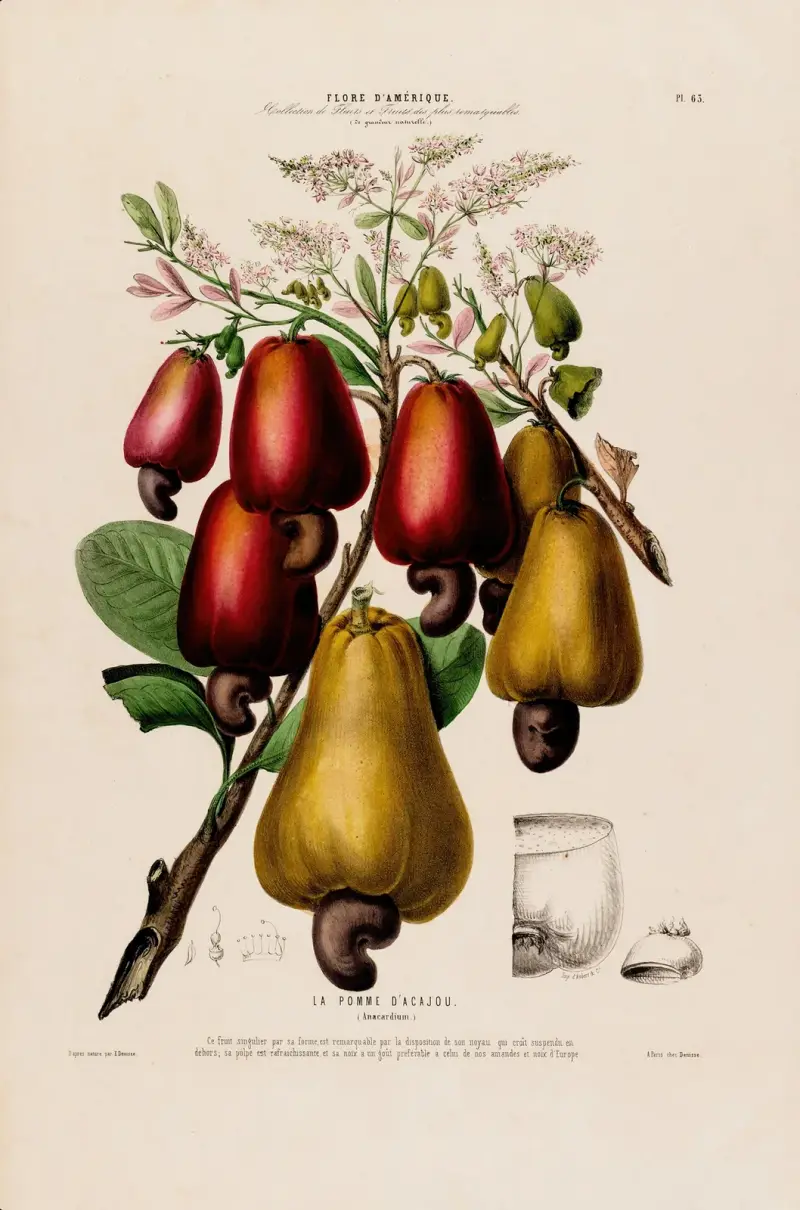 Flore d’Amérique, tecknad efter naturen på plats, plansch 63 av Etienne Denisse