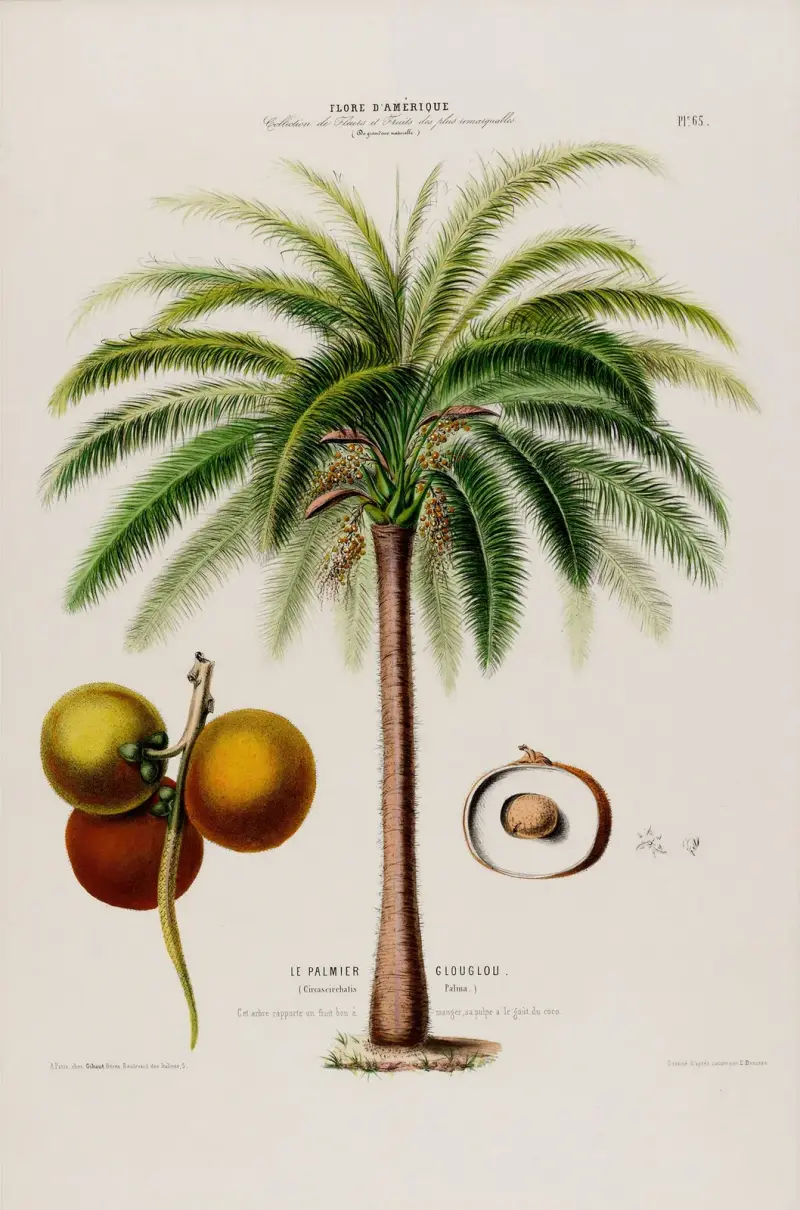 Flore d’Amérique, dessinée d’après nature sur les lieux Pl.065 av Etienne Denisse