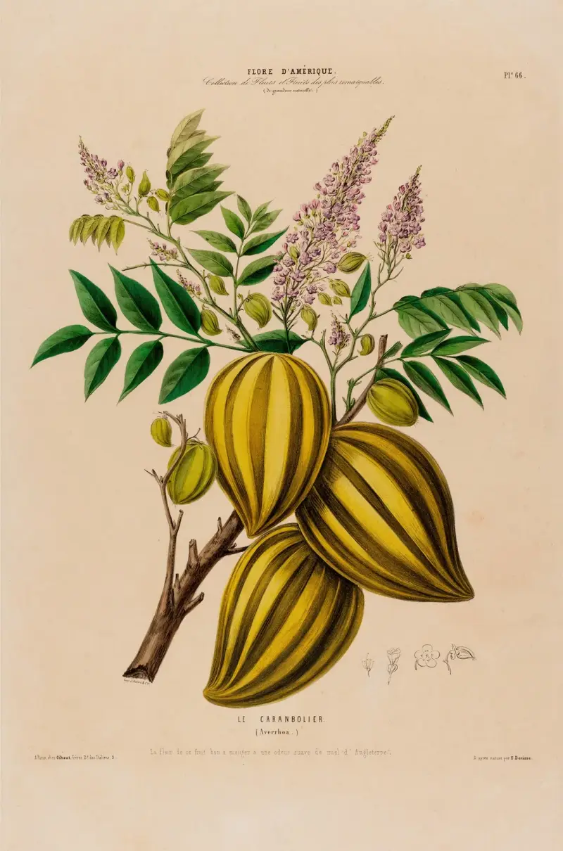Flore d’Amérique, dessinée d’après nature sur les lieux Pl.066 av Etienne Denisse