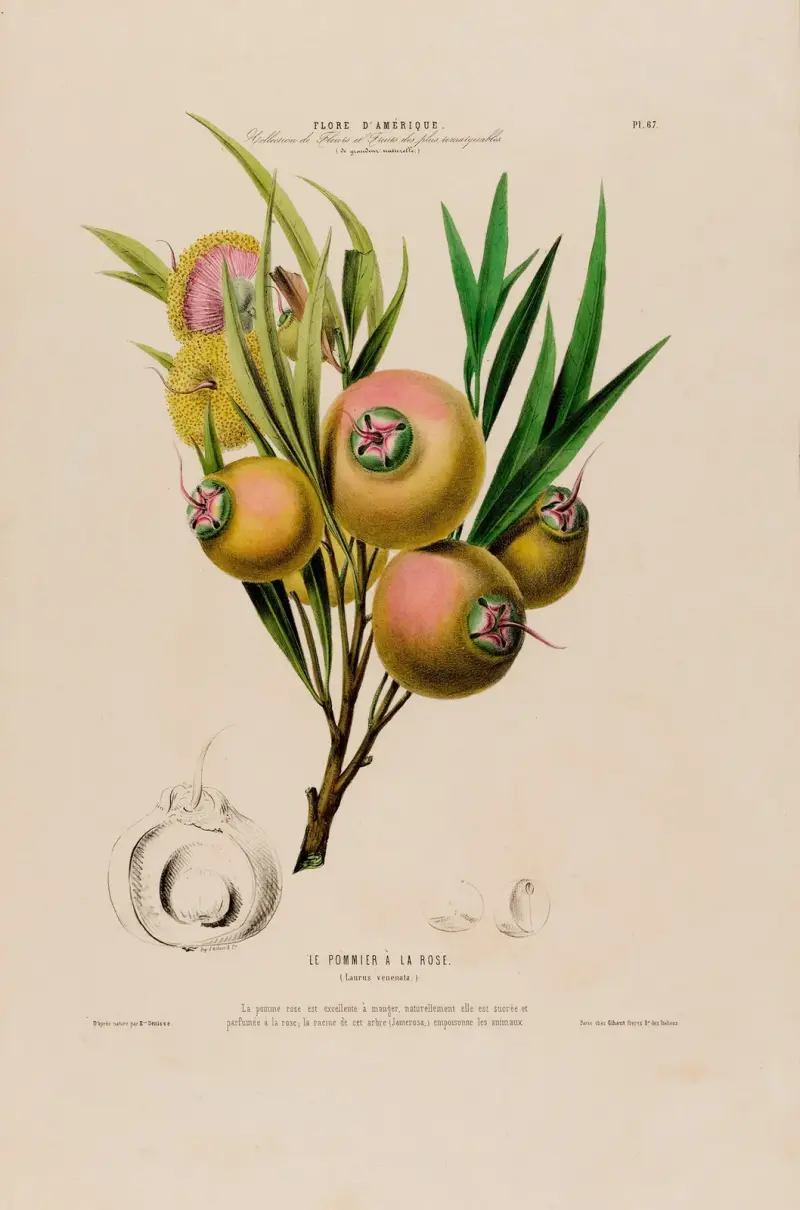 Flore d’Amérique, nach der Natur an Ort und Stelle gezeichnet, Tafel 67 von Etienne Denisse