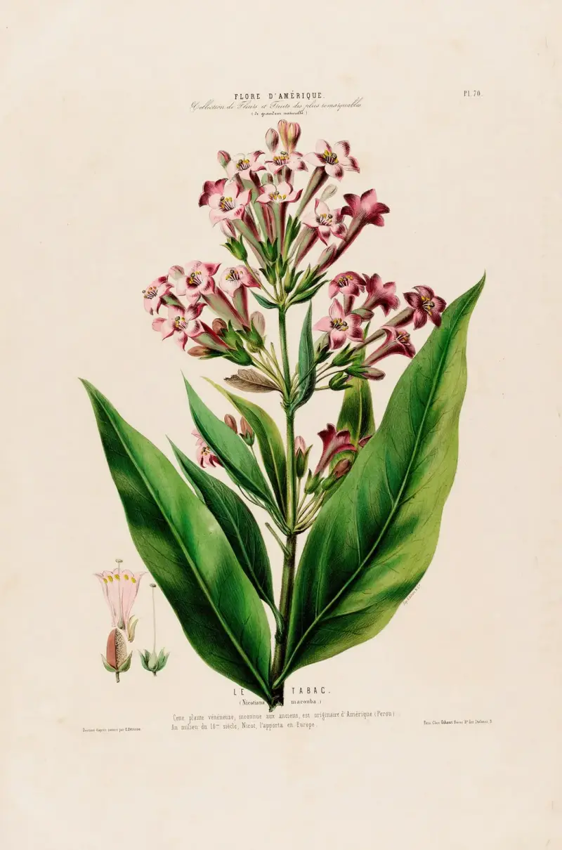 Flore d’Amérique, tecknad efter naturen på plats Pl.070 av Etienne Denisse