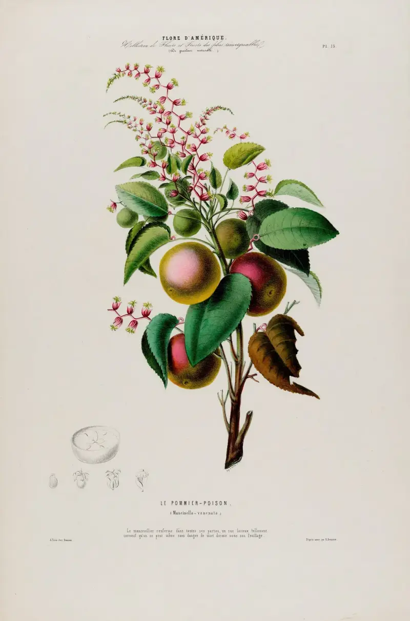Flore d’Amérique, dessinée d’après nature sur les lieux Pl.073 av Etienne Denisse