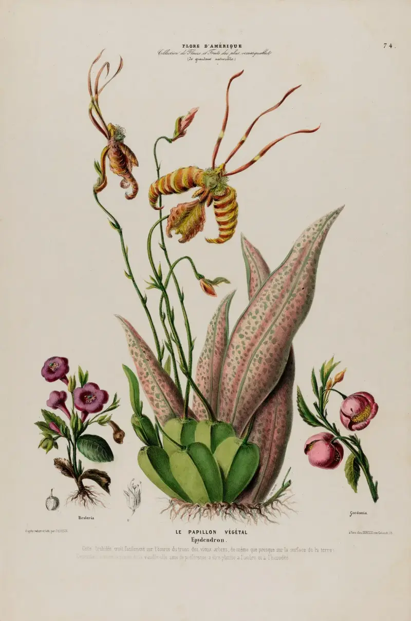 Flore d’Amérique, dessinée d’après nature sur les lieux Pl.074 av Etienne Denisse