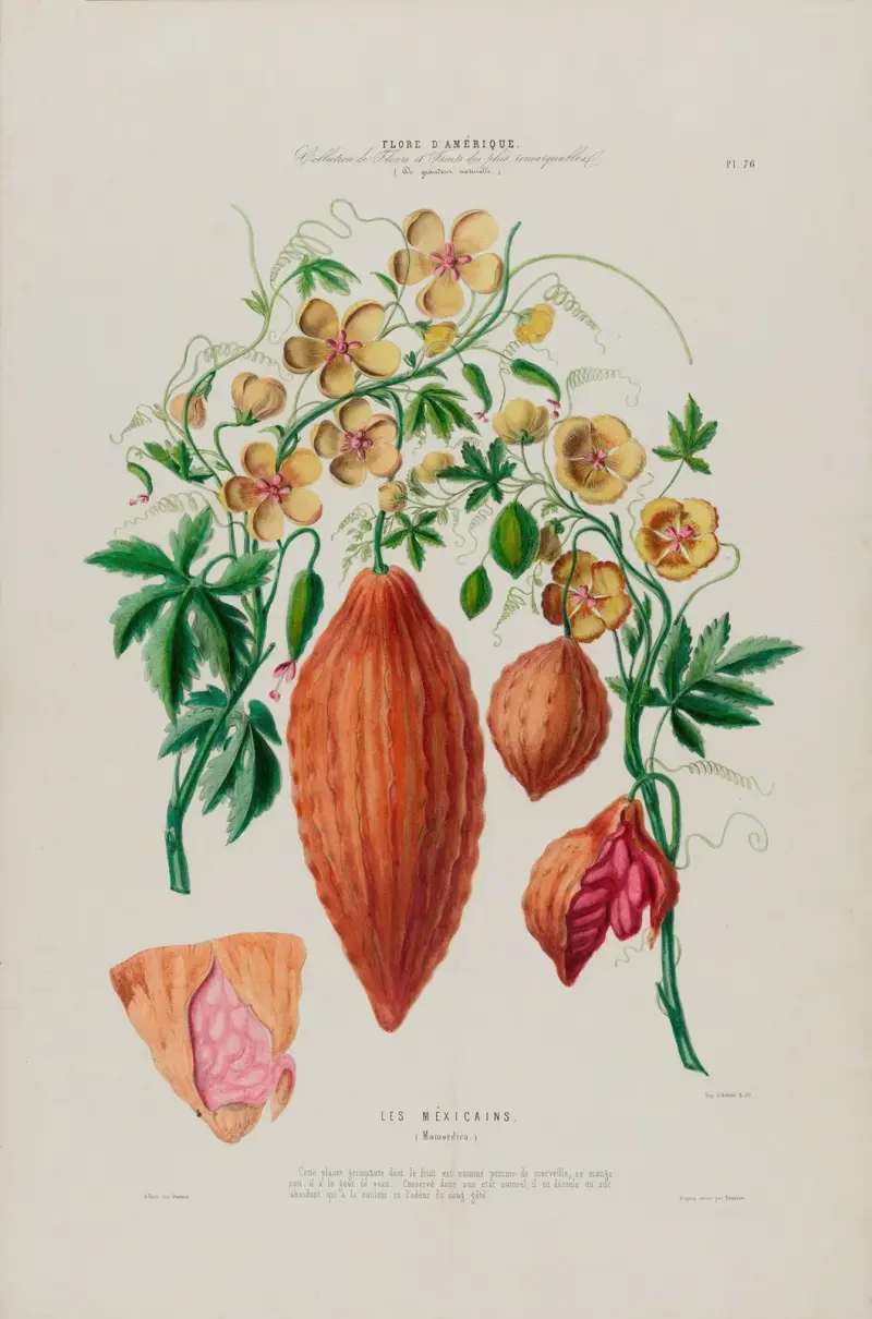 Flore d’Amérique, dessinée d’après nature sur les lieux Pl.076 av Etienne Denisse