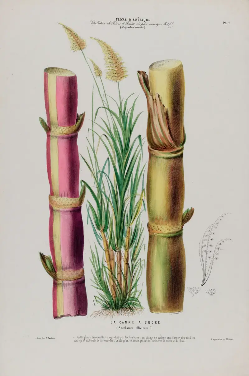 Flore d’Amérique, dessinée d’après nature sur les lieux Pl.078 av Etienne Denisse