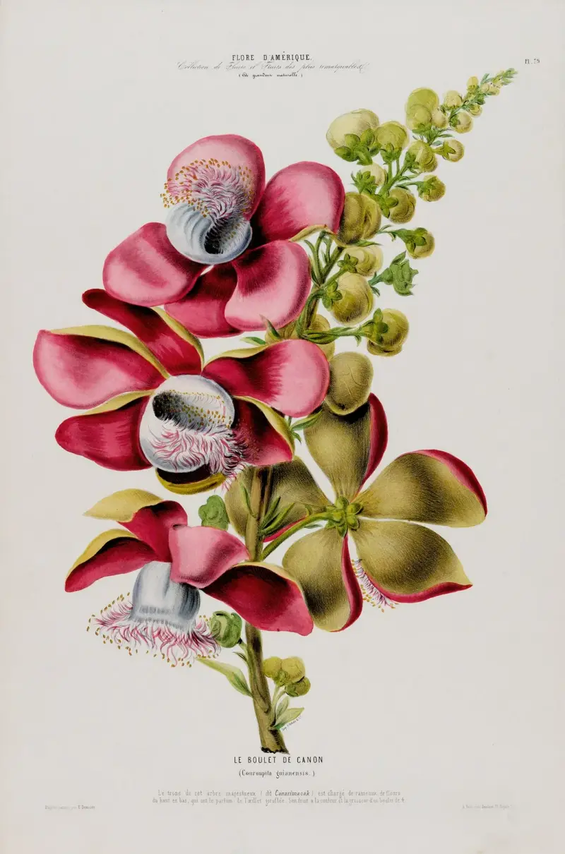 Flore d’Amérique, dessinée d’après nature sur les lieux Pl.079 av Etienne Denisse