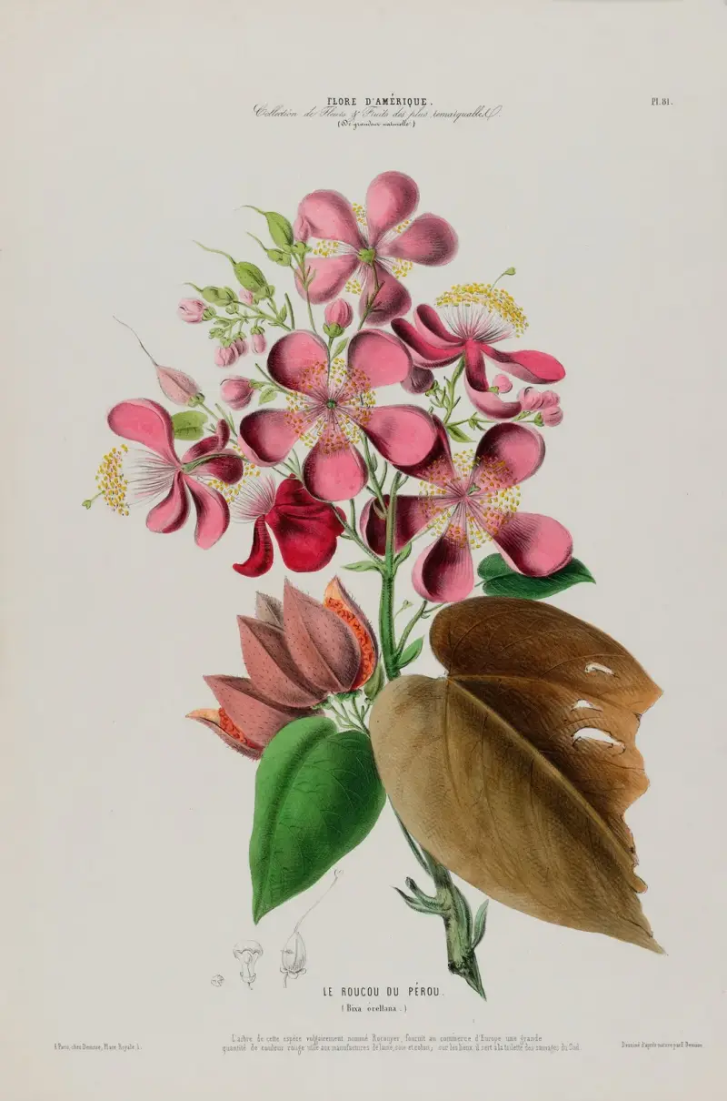 Flore d’Amérique, dessinée d’après nature sur les lieux Pl.081 av Etienne Denisse