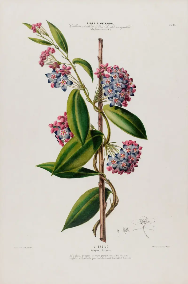 Flore d’Amérique, dessinée d’après nature sur les lieux Pl.083 av Etienne Denisse