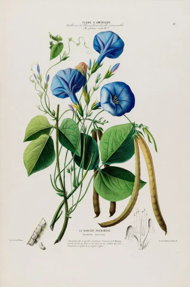 Flore d’Amérique, tecknad efter naturen på plats Pl.087 av Etienne Denisse