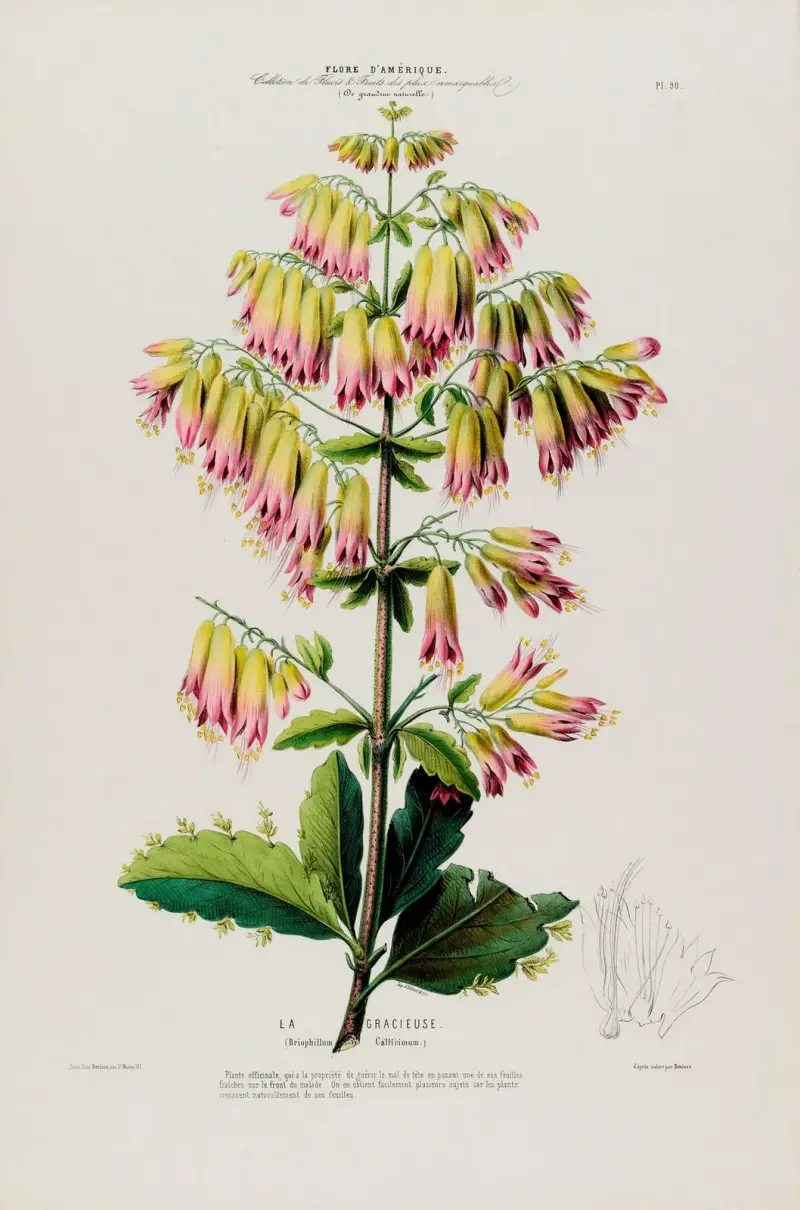 Flore d’Amérique, dessinée d’après nature sur les lieux Pl.090 av Etienne Denisse