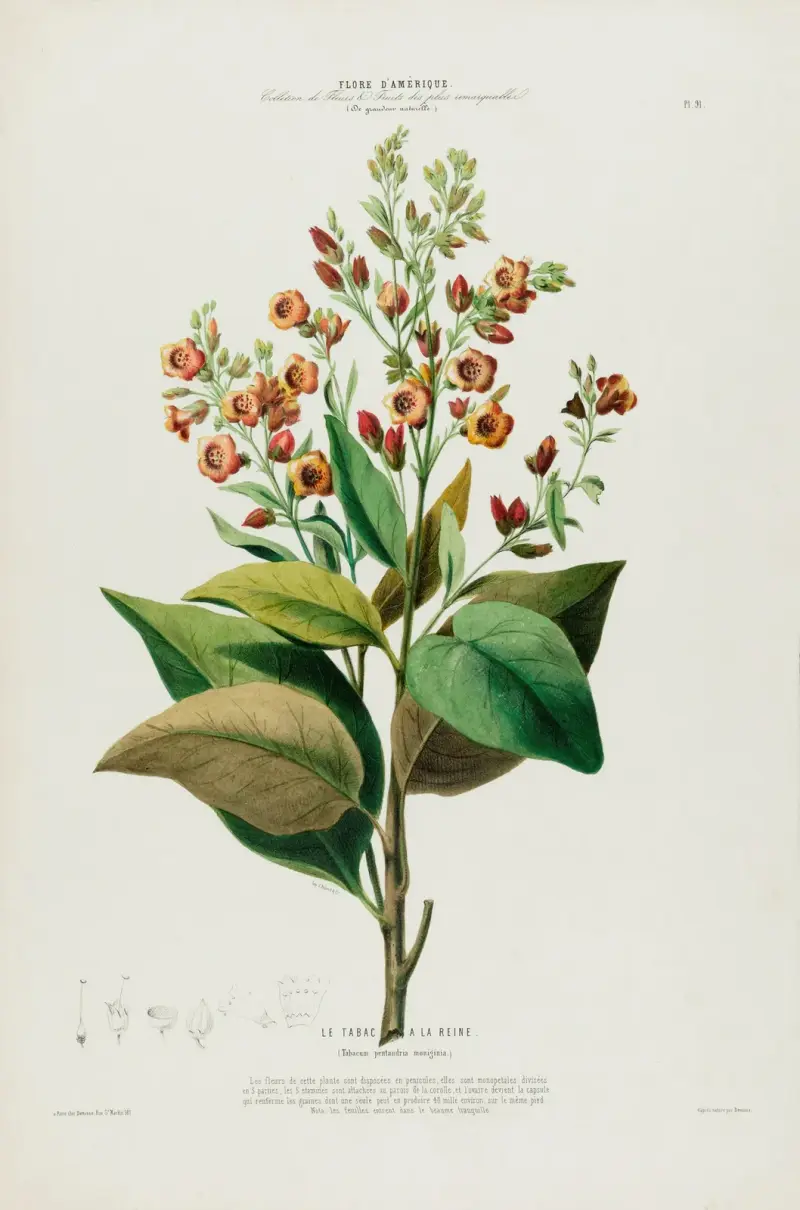 Flore d’Amérique, dessinée d’après nature sur les lieux Pl.091 von Etienne Denisse