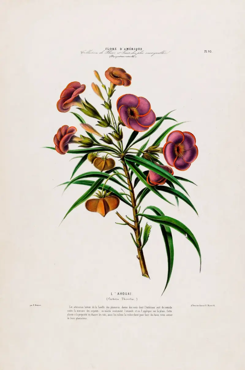 Flore d’Amérique, tecknad efter naturen på plats Pl.093 av Etienne Denisse