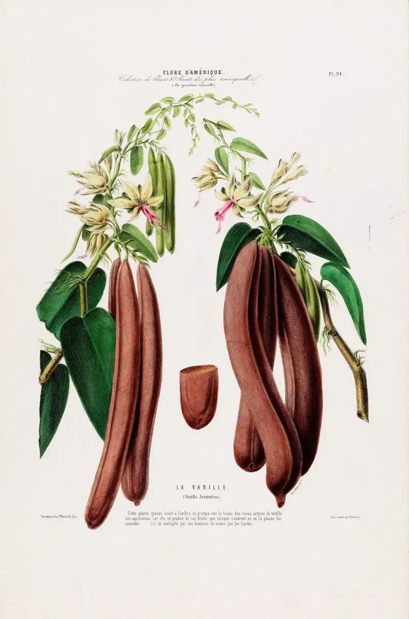Flore d’Amérique, tecknad efter naturen på plats Pl.094 av Etienne Denisse