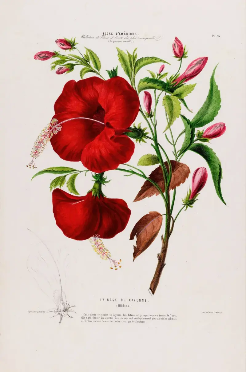 Flore d’Amérique, dessinée d’après nature sur les lieux Pl.095 av Etienne Denisse