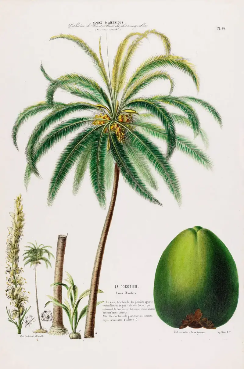 Flore d’Amérique, dessinée d’après nature sur les lieux Pl.096 av Etienne Denisse