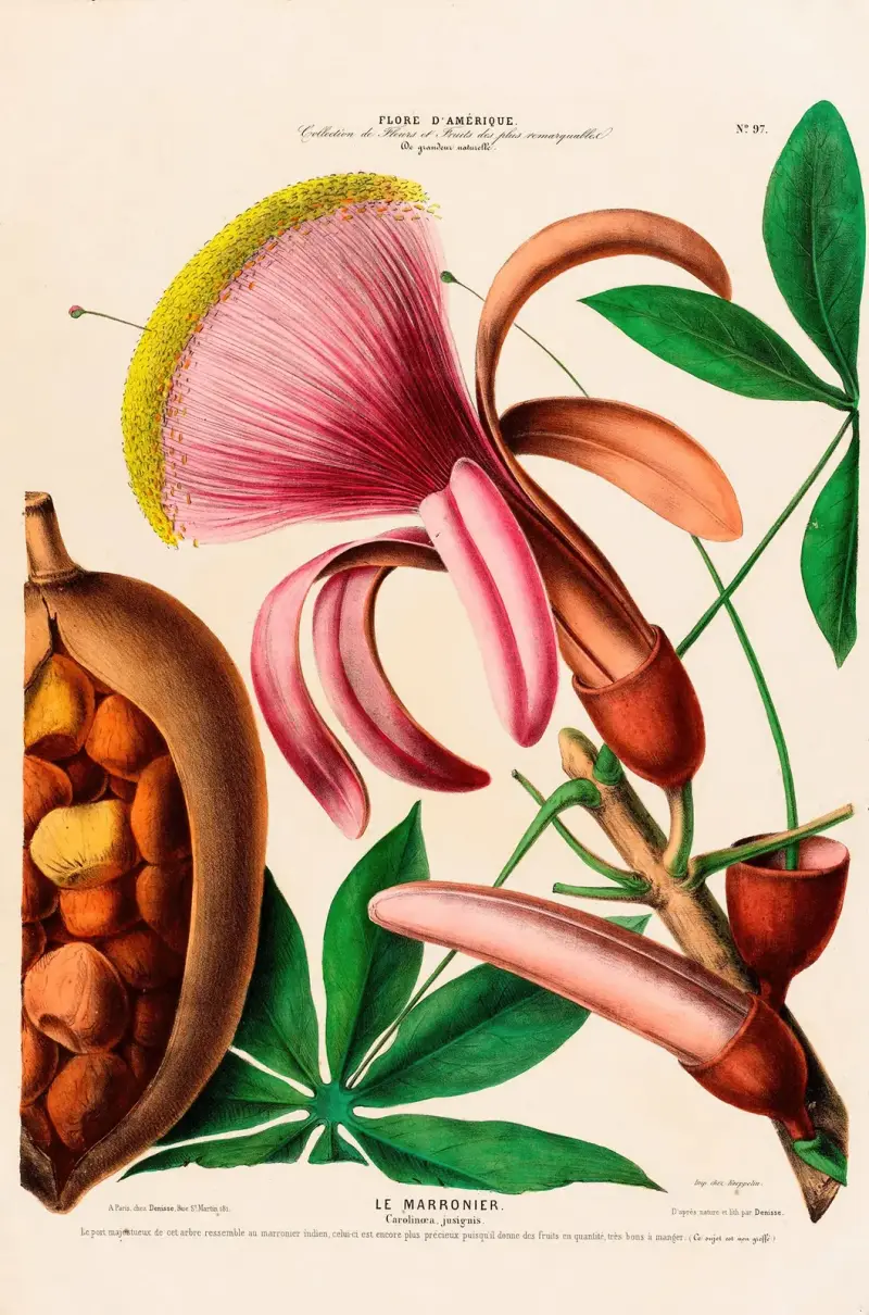 Flore d’Amérique, dessinée d’après nature sur les lieux Pl.097 av Etienne Denisse