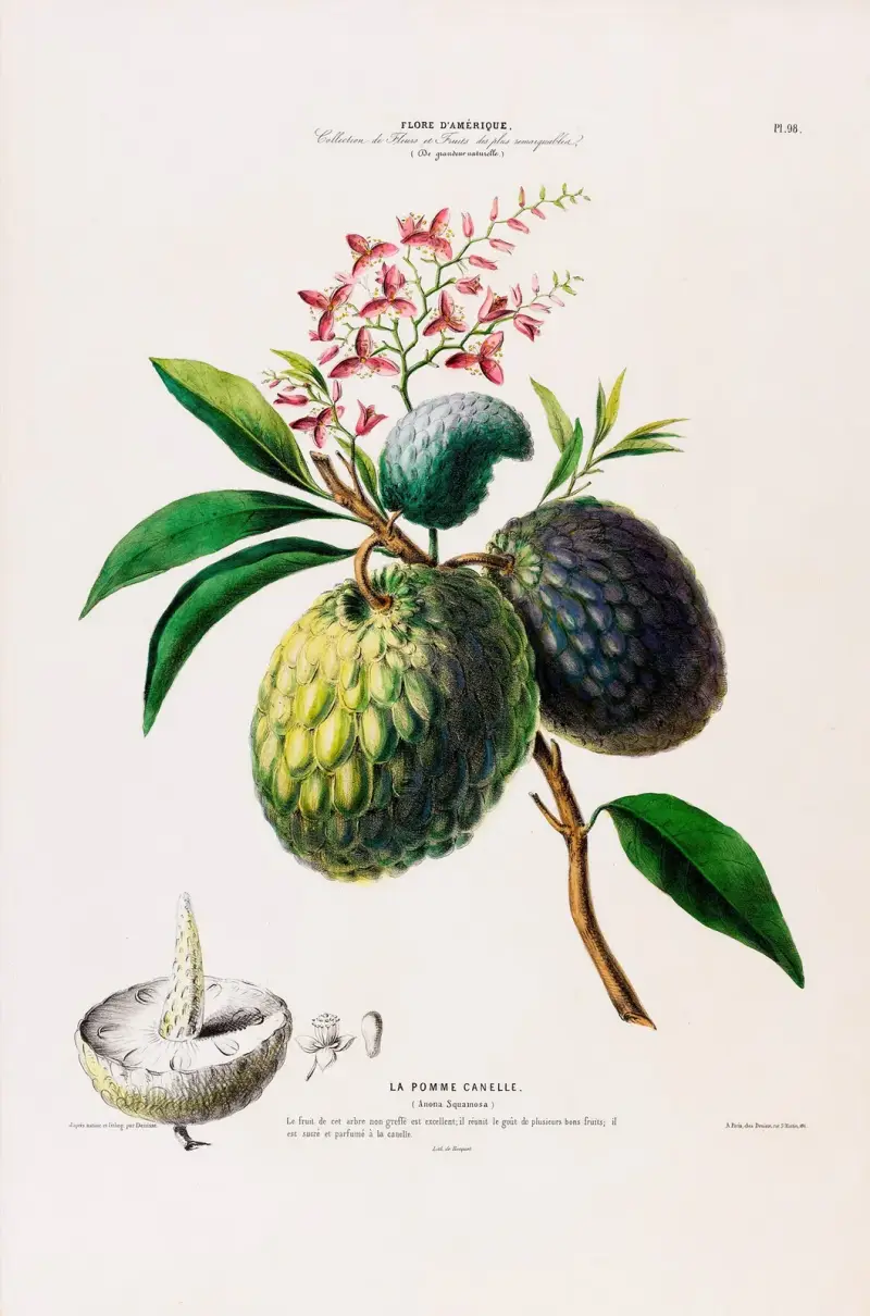 Flore d’Amérique, dessinée d’après nature sur les lieux Pl.098 av Etienne Denisse