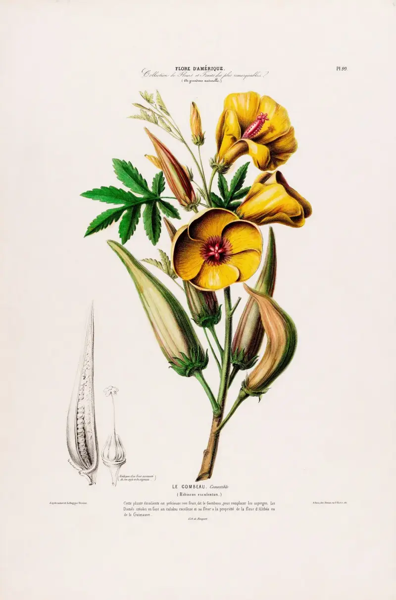 Flore d’Amérique, dessinée d’après nature sur les lieux Pl.099 av Etienne Denisse