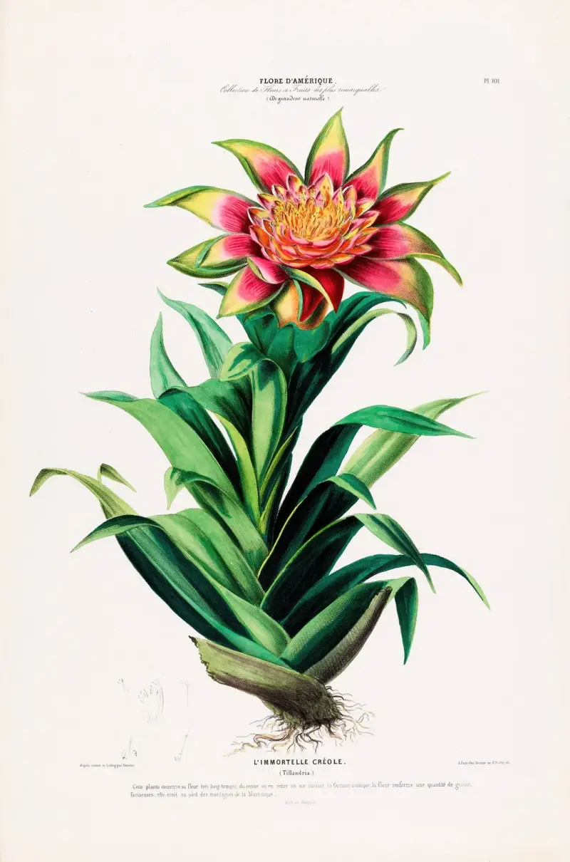 Flore d’Amérique, tecknad efter naturen på plats Pl.101 av Etienne Denisse