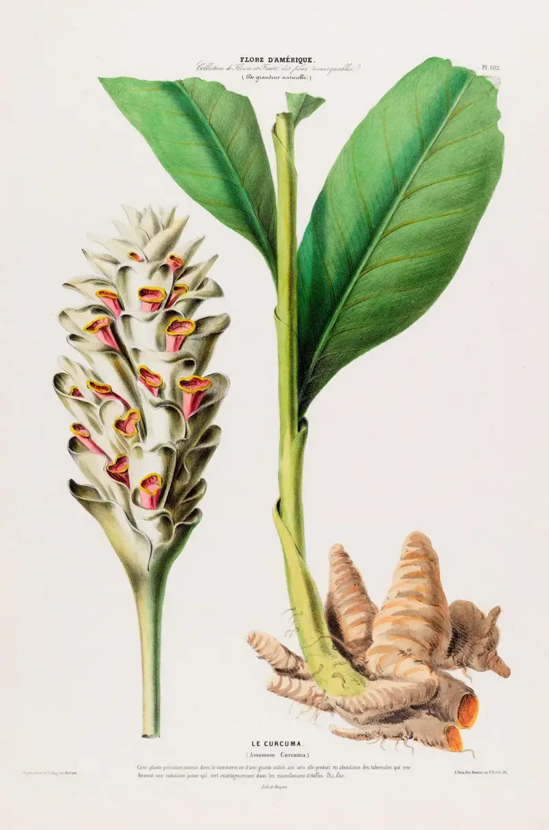 Flore d’Amérique, dessinée d’après nature sur les lieux Pl.102 av Etienne Denisse