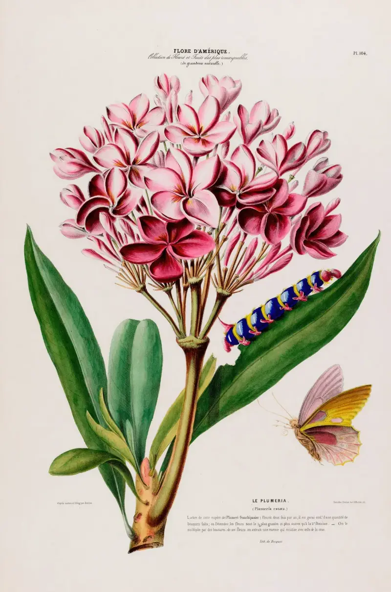 Flore d’Amérique, tecknad efter naturen på plats Pl.104 av Etienne Denisse