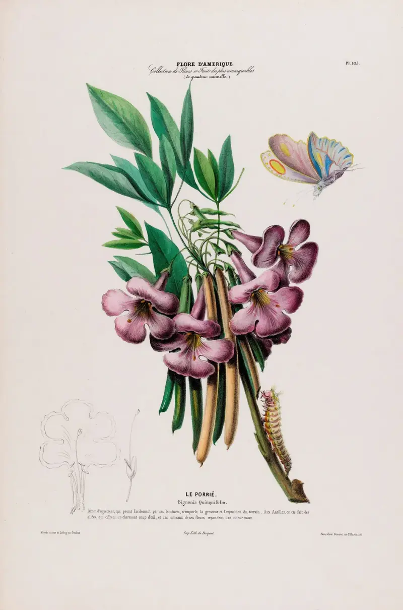 Flore d’Amérique, tecknad efter naturen på plats, pl. 105 av Etienne Denisse