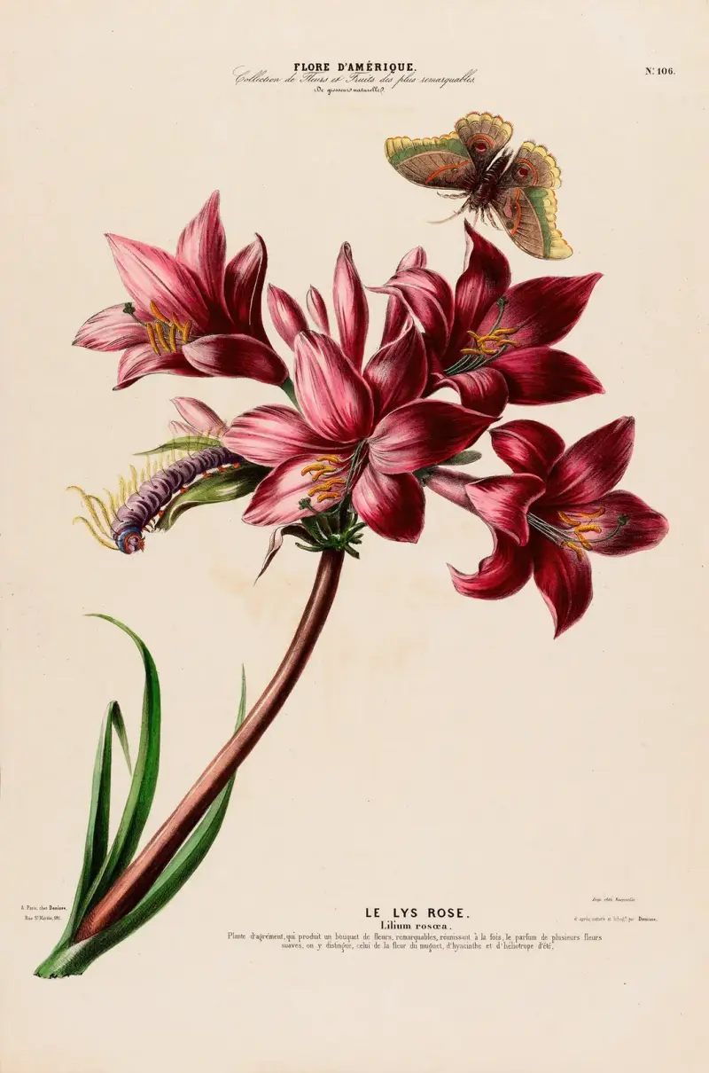 Flore d’Amérique, nach der Natur an Ort und Stelle gezeichnet, Taf. 106 von Etienne Denisse