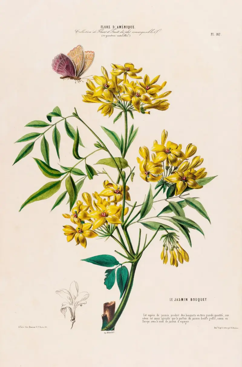 Flore d’Amérique, dessinée d’après nature sur les lieux Pl.107 av Etienne Denisse