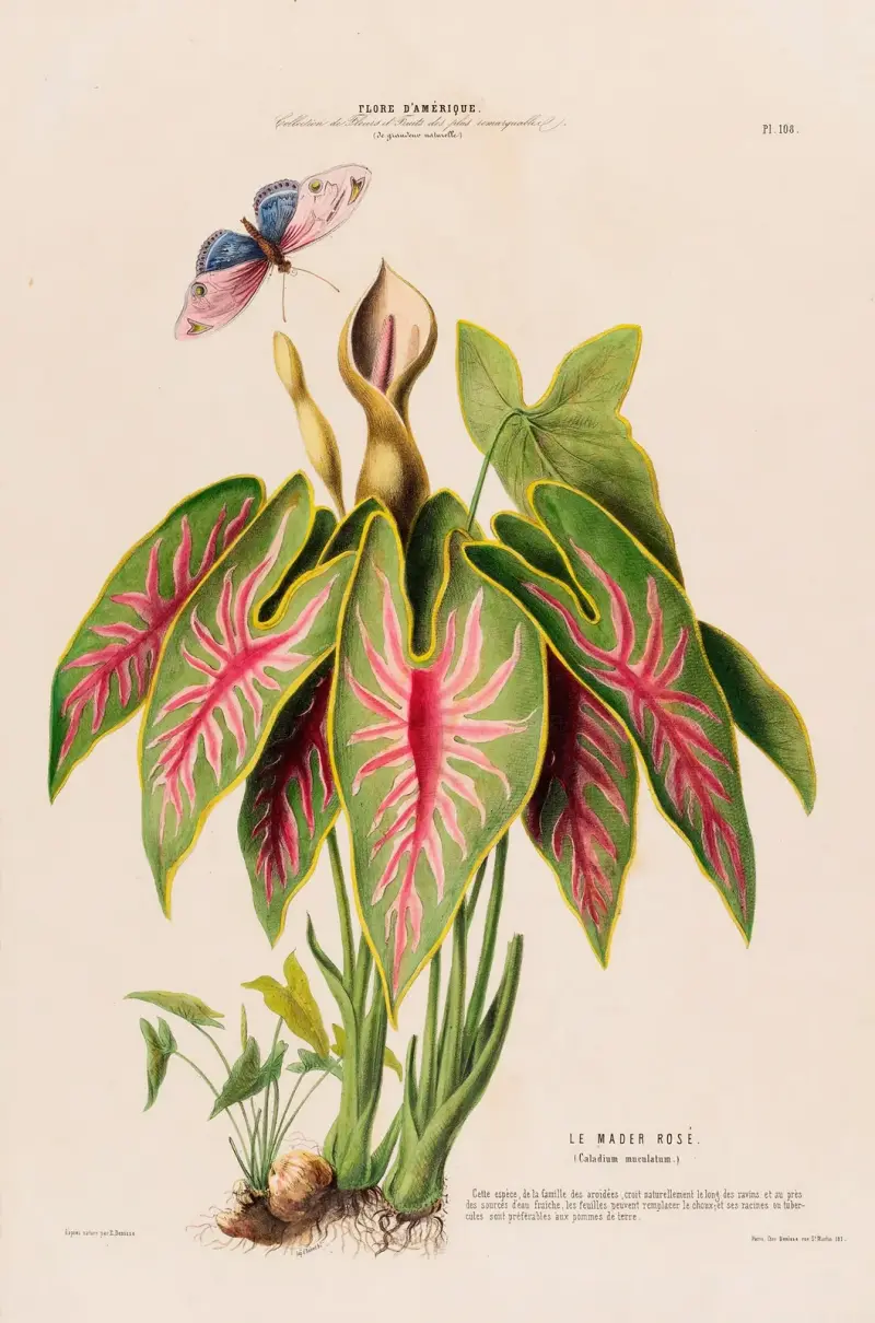 Flore d’Amérique, dessinée d’après nature sur les lieux Pl.108 av Etienne Denisse