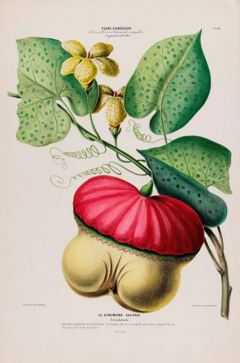 Flore d’Amérique, dessinée d’après nature sur les lieux Pl.109 av Etienne Denisse