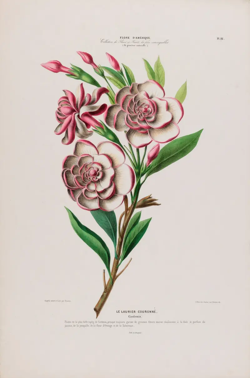 Flore d’Amérique, tecknad efter naturen på plats, plansch 111 av Etienne Denisse