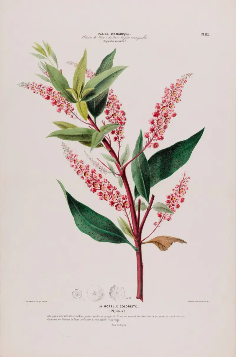 Flore d’Amérique, tecknad efter naturen på platsen, plansch 112 av Etienne Denisse