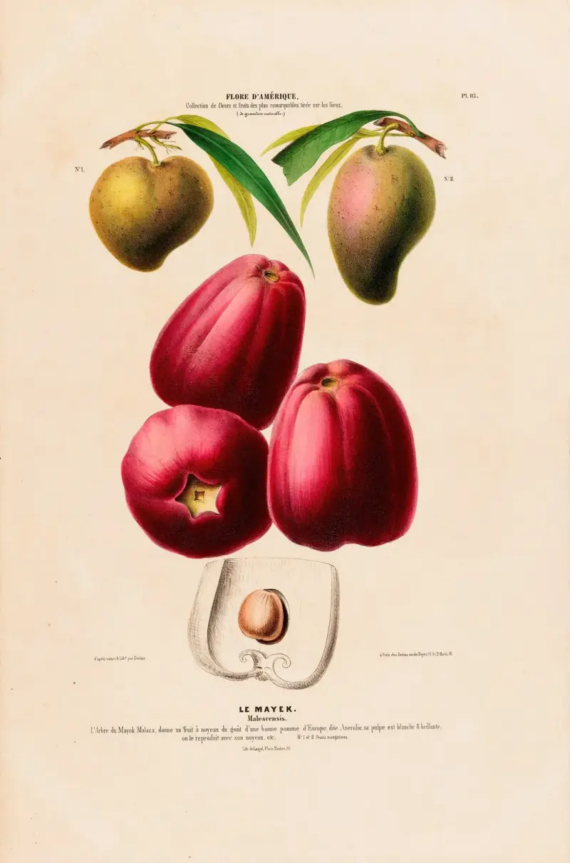 Flore d’Amérique, dessinée d’après nature sur les lieux Pl.113 av Etienne Denisse