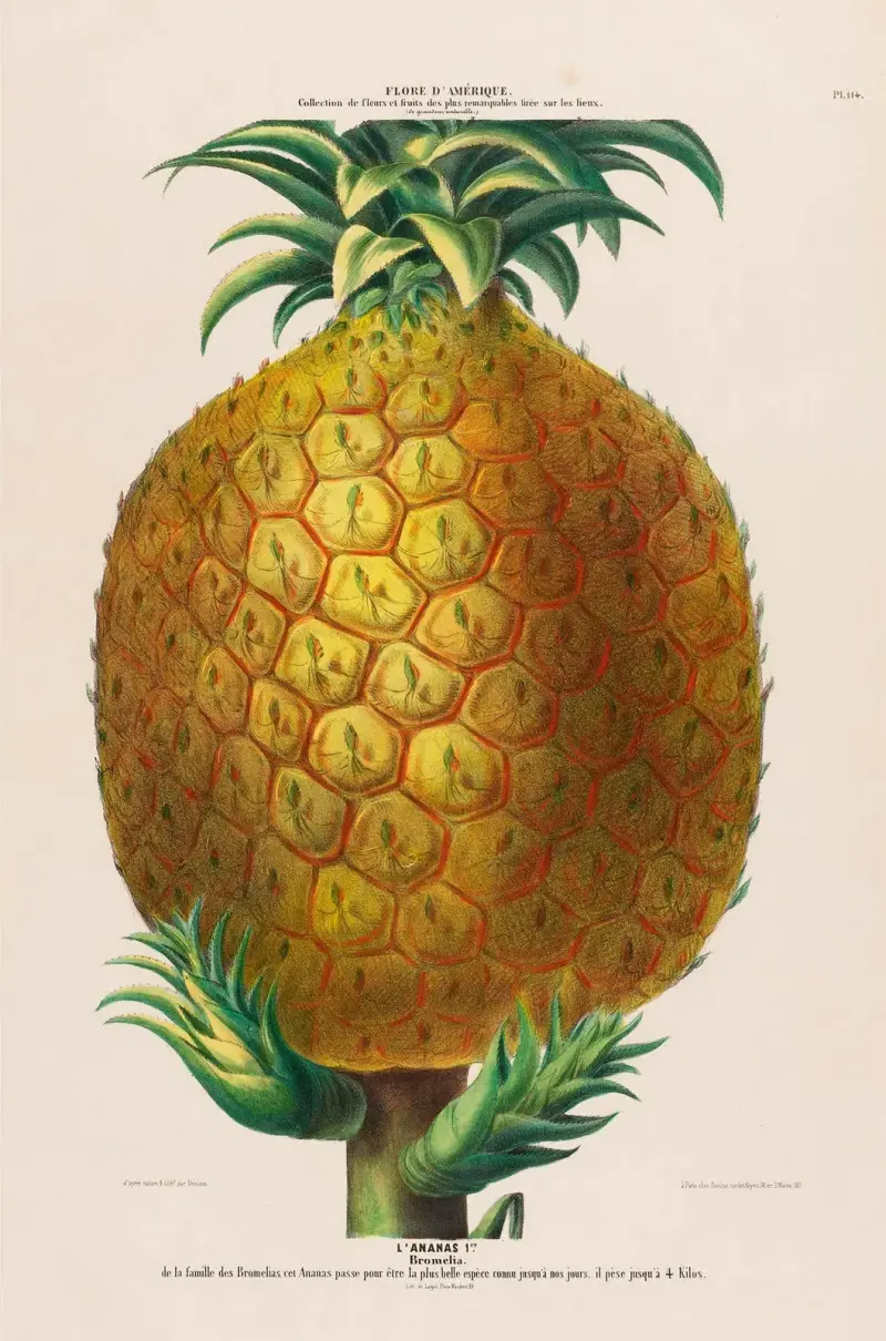 Flore d’Amérique, dessinée d’après nature sur les lieux Pl.114 av Etienne Denisse