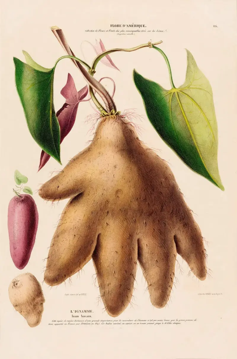 Flora von Amerika, nach der Natur an Ort und Stelle gezeichnet, Taf. 116 von Etienne Denisse