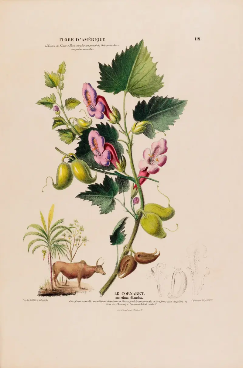 Flore d’Amérique, nach der Natur an Ort und Stelle gezeichnet, Taf. 119 von Etienne Denisse