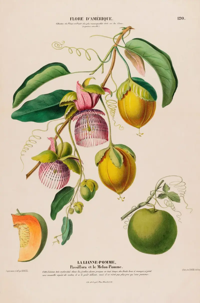 Amerikansk flora, tecknad efter naturen på plats Pl.120 av Etienne Denisse