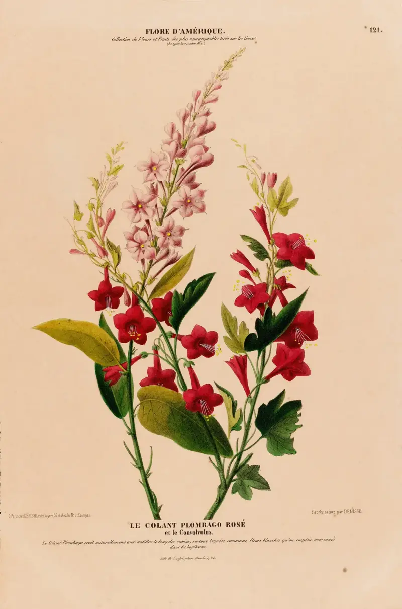 Flore d’Amérique, tecknad efter naturen på plats, plansch 121 av Etienne Denisse