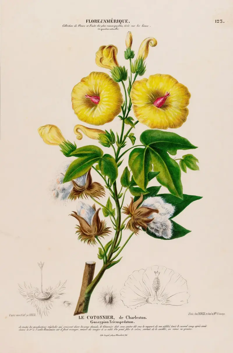 Flore d'Amérique, tecknad efter naturen på plats Pl.123 av Etienne Denisse