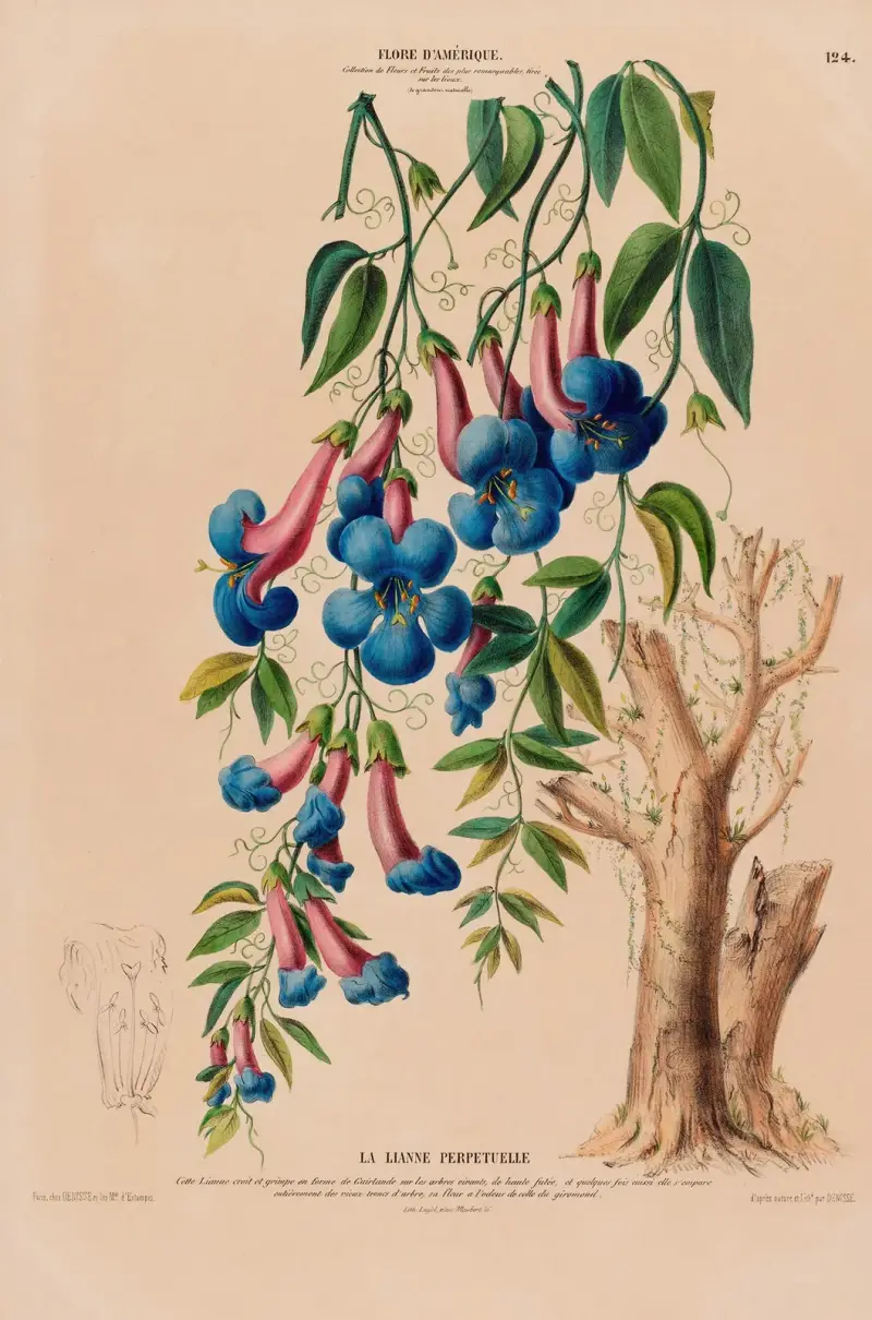Flore d’Amérique, tecknad efter naturen på plats, plansch 124 av Etienne Denisse