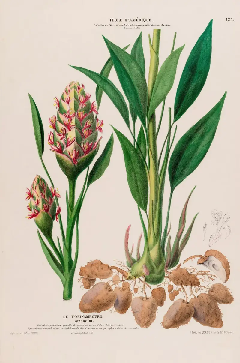 Flore d’Amérique, tecknad efter naturen på plats, plansch 125 av Etienne Denisse