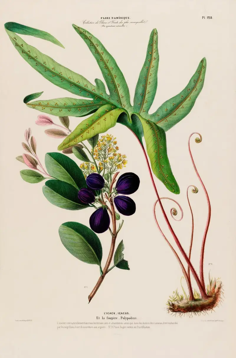 Flore d’Amérique, tecknad efter naturen på plats Pl.128 av Etienne Denisse