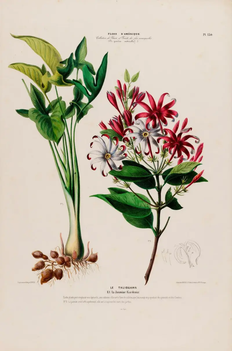Flore d’Amérique, dessinée d’après nature sur les lieux Pl.130 av Etienne Denisse